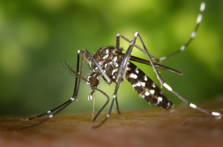 Health unit urges caution around mosquitoes