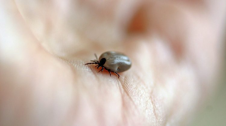 Province warns of ticks and risk of Lyme disease ahead of long weekend