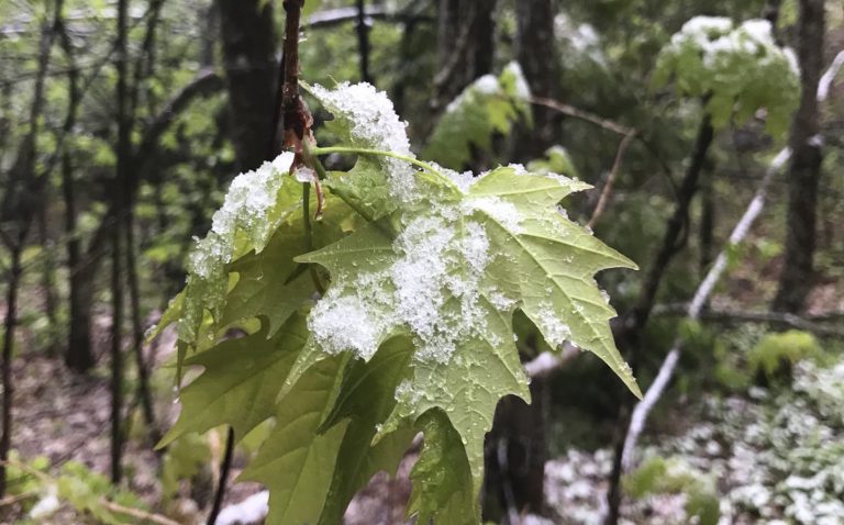June snow in Algonquin Park unusual: Environment Canada