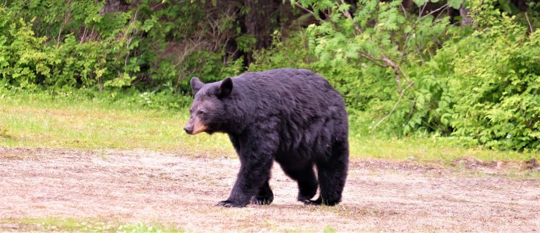 Now is the time to be “bear wise” says one lake association