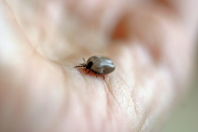 Lyme positive tick found in Dunchurch