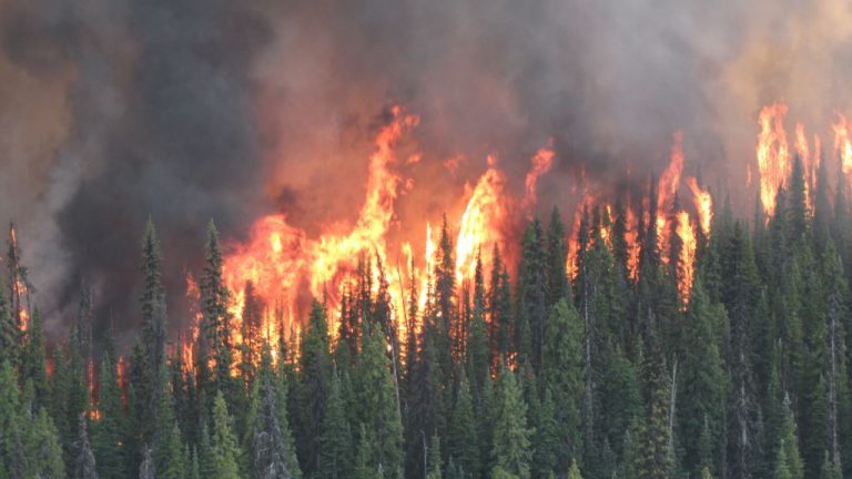 Forest Fire risk remains low for Muskoka