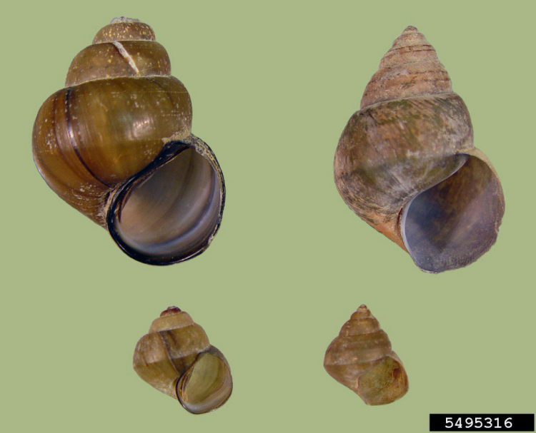 Invasive “Chinese Mystery Snail” found in Cottage Country