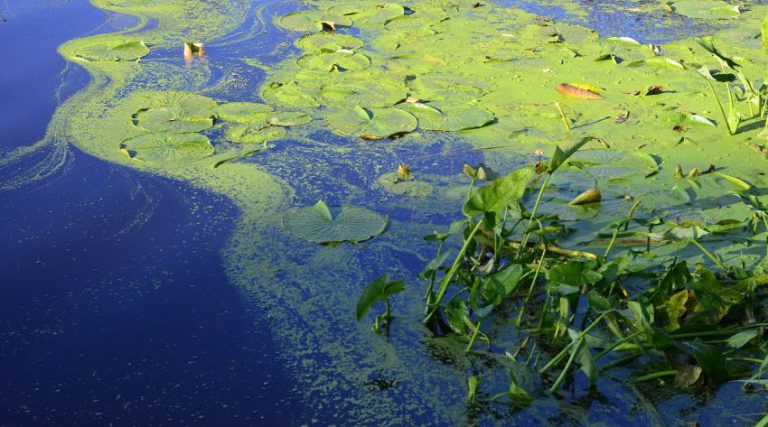 Blue-green algae confirmed in Echo Lake