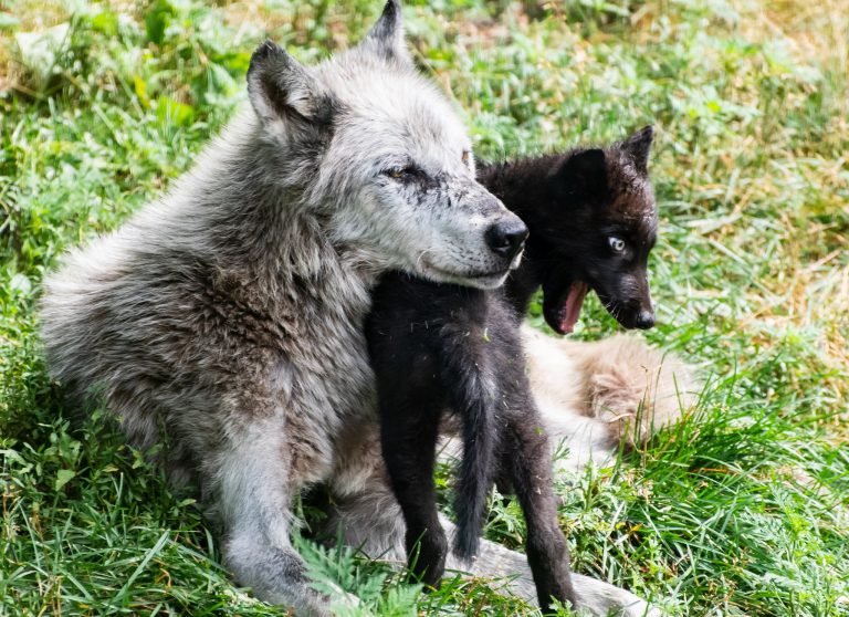 A Haliburton Forest wolf centre pup has died