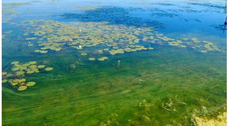 Ontario municipality offering a “guide to blue-green algae”
