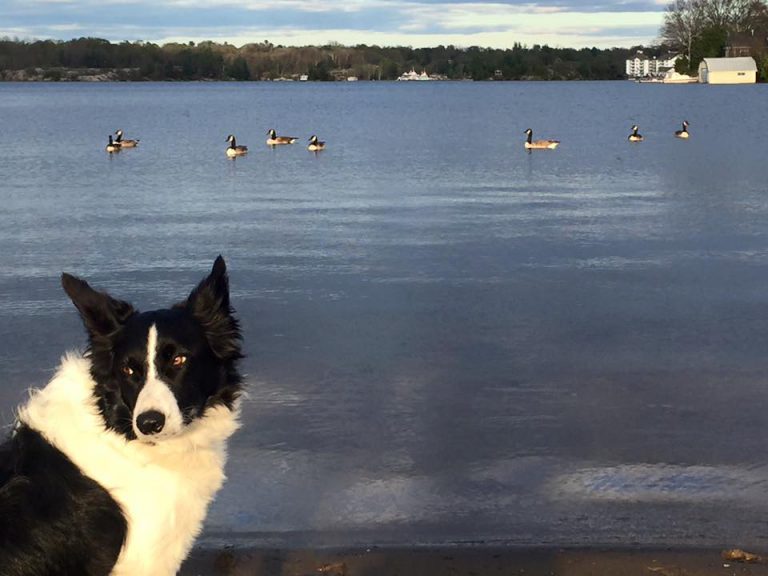 Canine cunning used to keep geese on the move in Gravenhurst