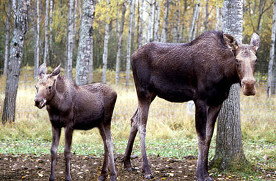 Conservation service offers moose tips for hunting season