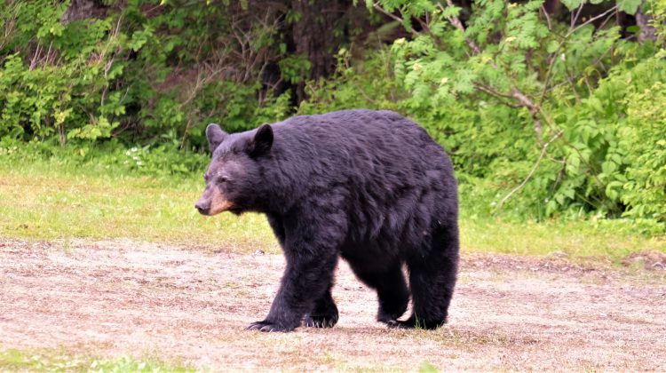 Man given $6K fine for buying black bear gallbladders