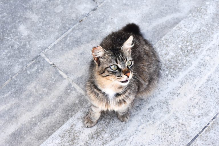 Huntsville pledges $2,000 towards Feral Cat Project
