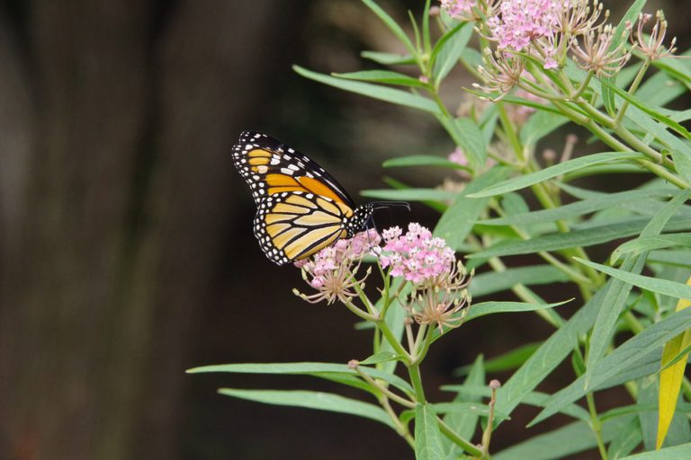 Tie a yellow ribbon ’round the ole milkweed: Huntsville begins yearly roadside mowing