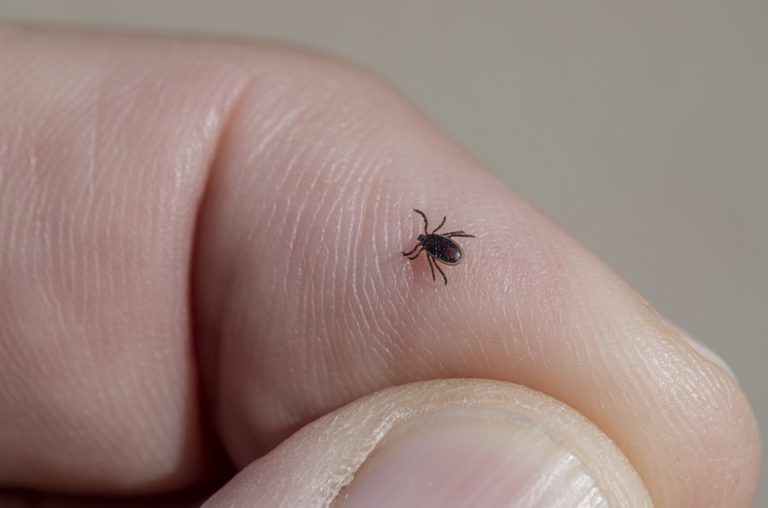 Health unit recommends watching for ticks this fall