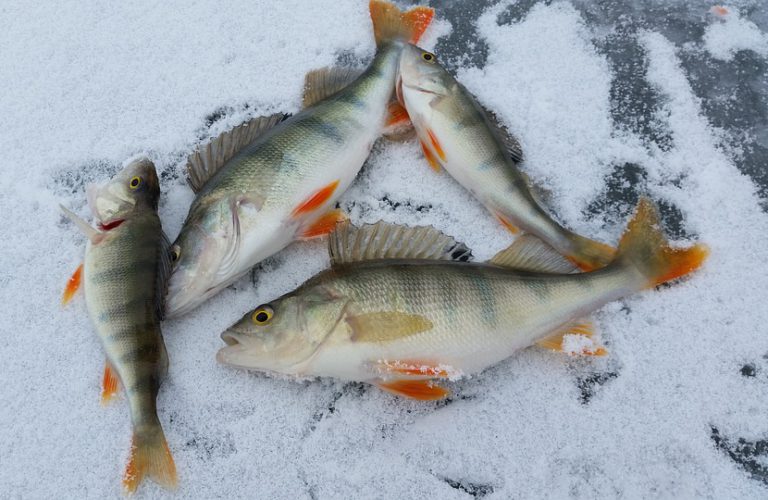 Lake Vernon Fish Derby fishing for Madill Church Restoration