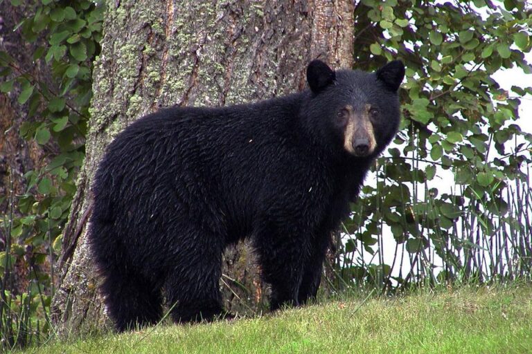 MNRF reminds Ontarians to be Bear-wise this spring