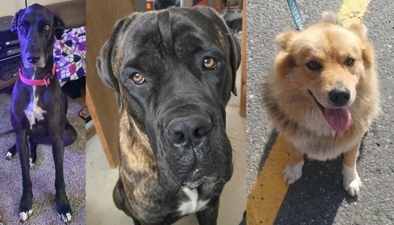 Bracebridge OPP searching for three stolen dogs