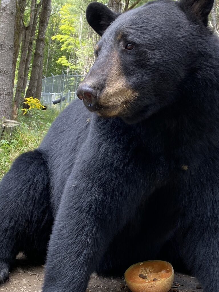 Former Marineland bear finds permanent home as Aspen Valley Wildlife Sanctuary