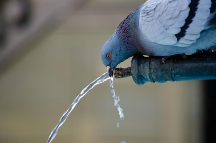 pigeon drinking water tap faucet